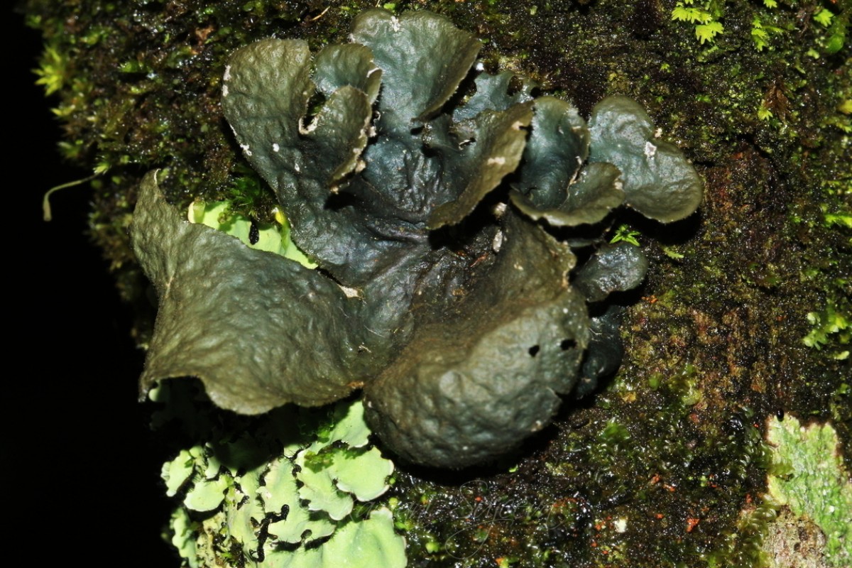 Sticta